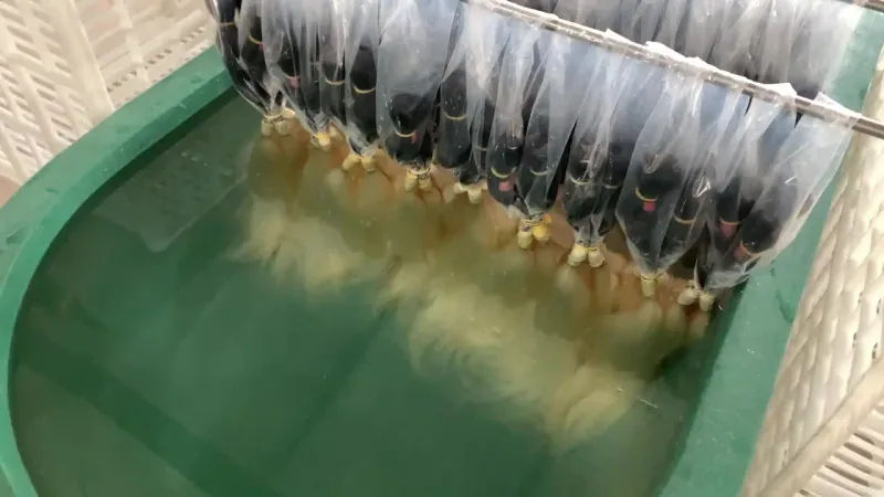 Rooted T-color production — factory video preview